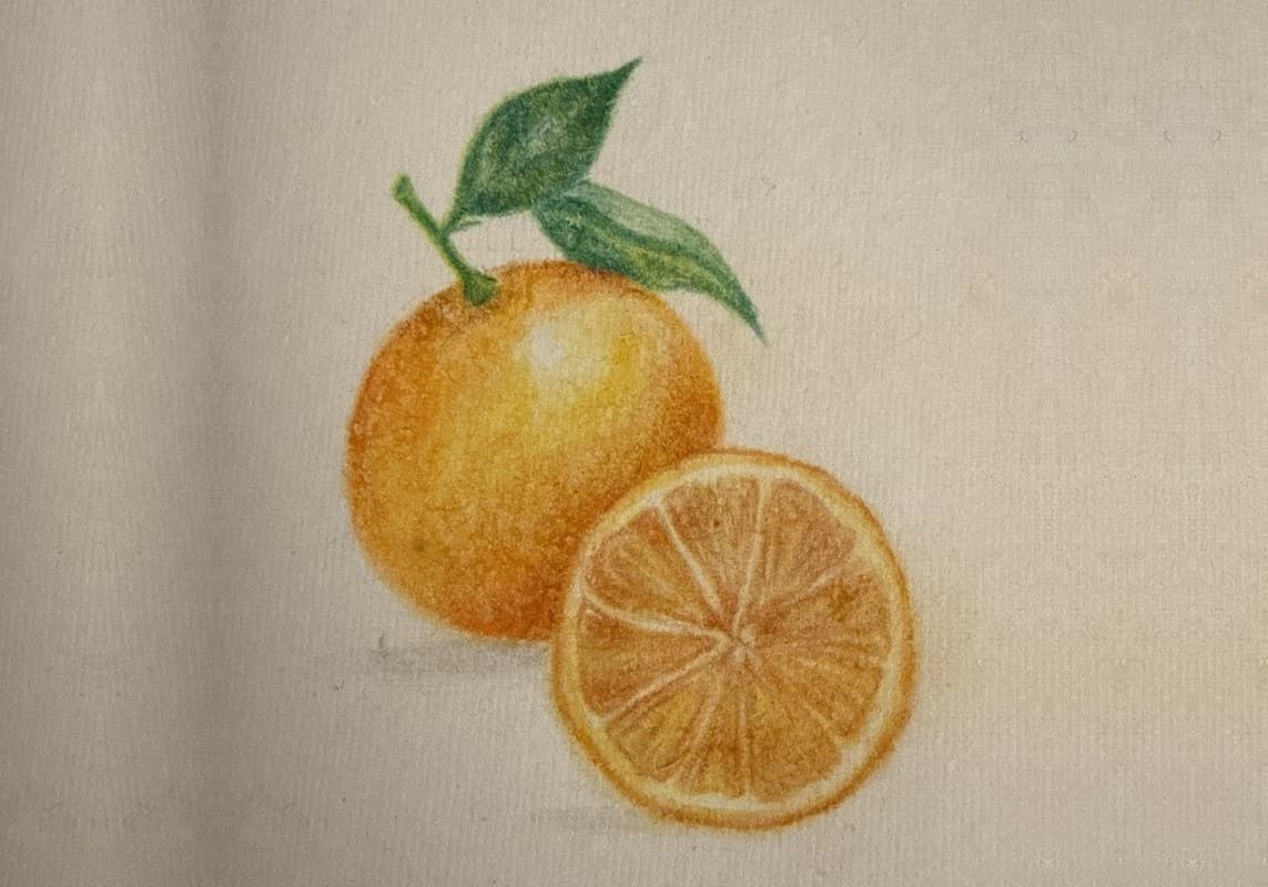 A coloured-pencil drawing of an orange and an orange slice in a sketchbook